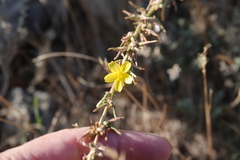 Lactuca viminea