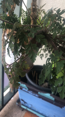 Tanacetum parthenium