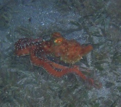 Callistoctopus ornatus