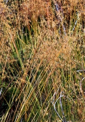 Celtica gigantea