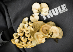 Flammulina velutipes