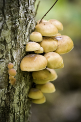 Flammulina velutipes