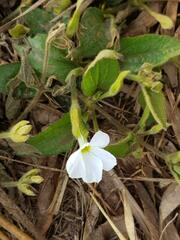 Thunbergia kirkiana