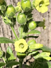 Nicotiana