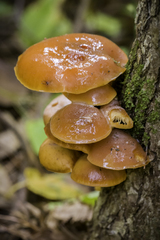 Flammulina velutipes