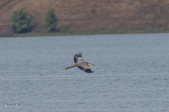 Ardea cinerea