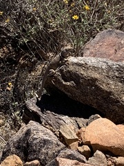 Crotaphytus bicinctores