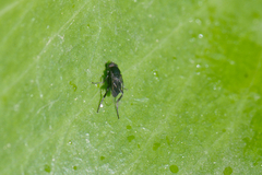 Phorinae