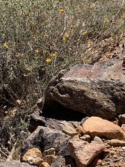 Crotaphytus bicinctores