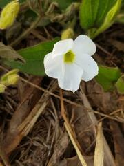 Thunbergia kirkiana