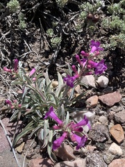 Penstemon confusus
