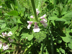 Stachys grandidentata