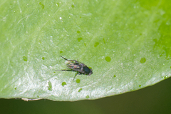 Phorinae