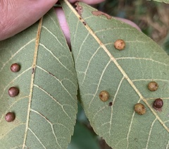 Caryomyia tuberculata