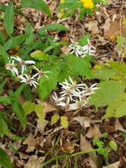 Eurybia divaricata