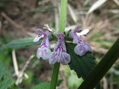 Stachys grandidentata