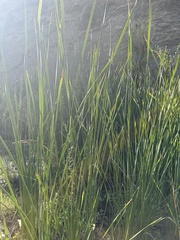 Triglochin maritima