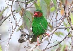 Chlorornis riefferii