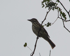 Myiodynastes maculatus
