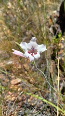 Gladiolus carneus