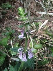 Stachys grandidentata