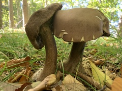 Tylopilus rubrobrunneus