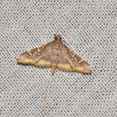 Prophantis adusta