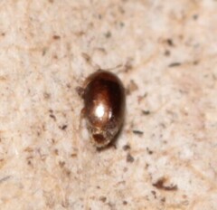 Corylophidae