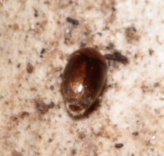 Corylophidae