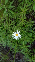 Osmitopsis osmitoides