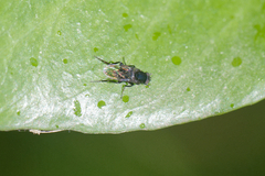 Phorinae