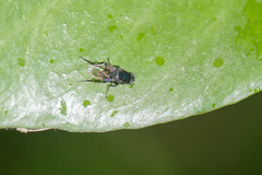 Phorinae