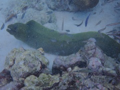 Gymnothorax funebris