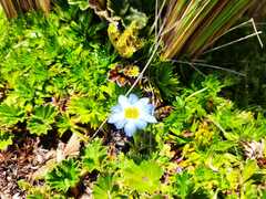 Gentiana sedifolia