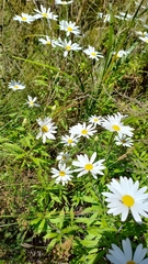 Osmitopsis osmitoides