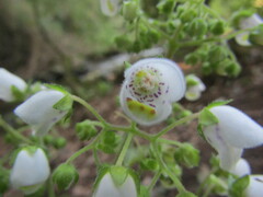 Jovellana punctata