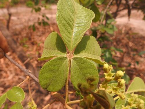 Pooraberry (Vitex mombassae)