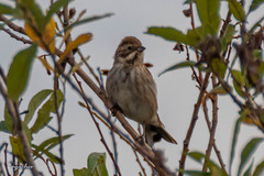 Emberiza schoeniclus