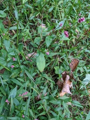 Persicaria longiseta