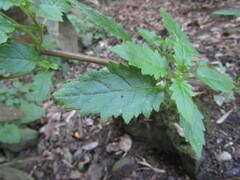 Jovellana punctata