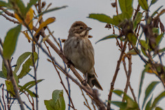 Emberiza schoeniclus