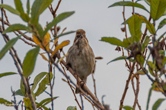 Emberiza schoeniclus