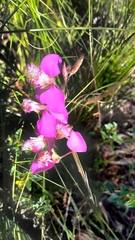 Polygala