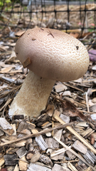Stropharia