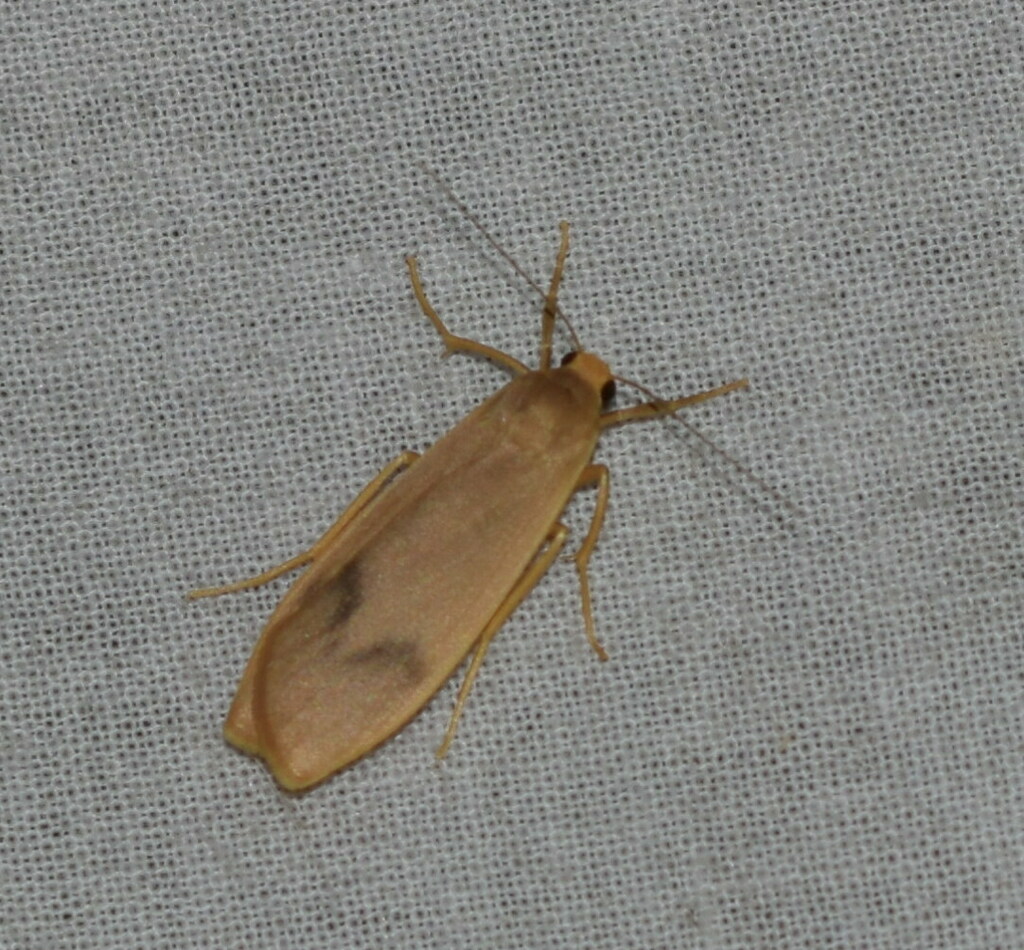 Teuloma falsinebulosa