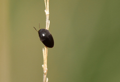 Limnichidae