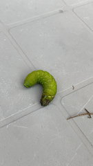 Smerinthus ocellata