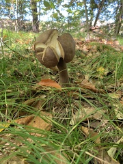 Tylopilus rubrobrunneus