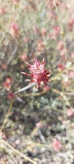 Dyerophytum africanum