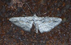 Iridopsis obliquaria